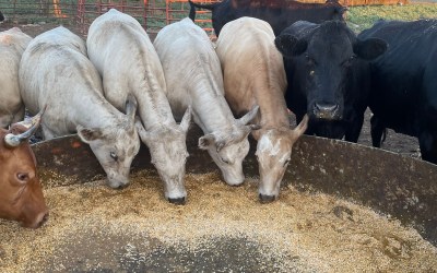 Sustainability Day at University of Arkansas at Little Rock